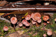 Mycena kurramulla