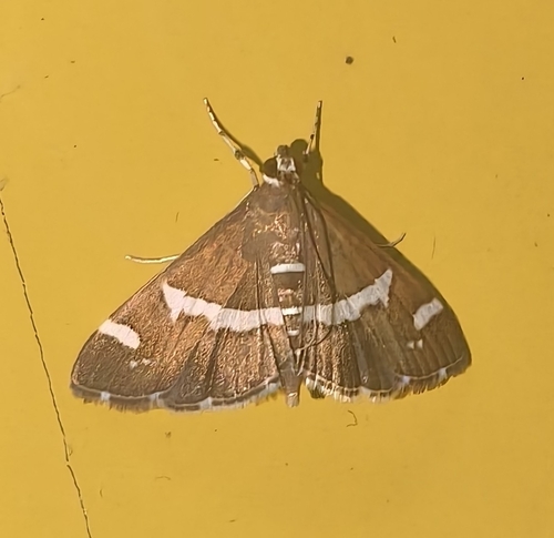 Hawaiian Beet Webworm Moth