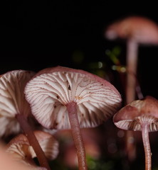 Mycena kurramulla