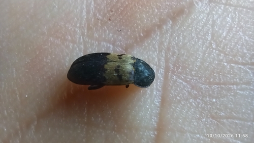 Larder Beetle