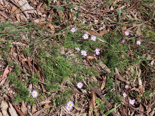 cut-leaved daisy