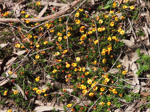matted bush-pea