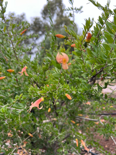 Eremophila maculata observed 2026-10-12
