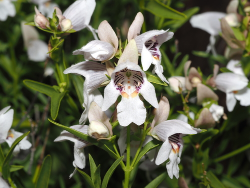 Prostanthera striatiflora observed 2026-10-04
