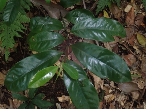 Eupomatia laurina observed 2026-10-11