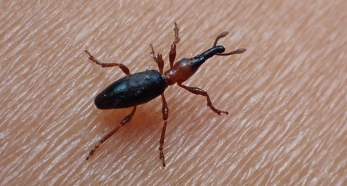 Cylas formicarius, 2026-10-11
