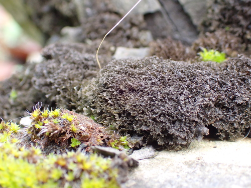 Scytinium pulvinatum observed 2026-10-11