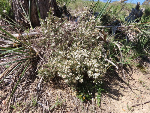peach heath