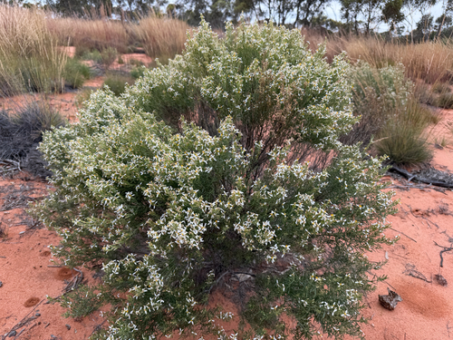 Olearia subspicata, 2026-10-12