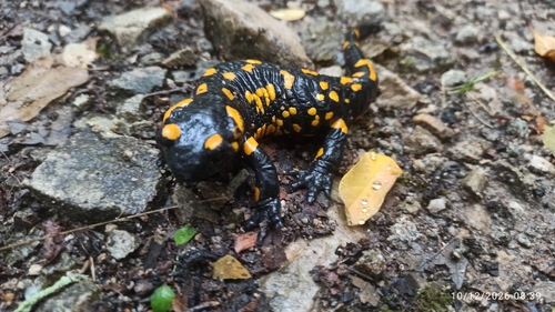Fire Salamander