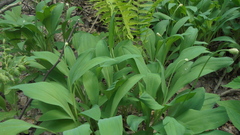 Allium microdictyon