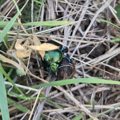 Springtime Dung Beetle