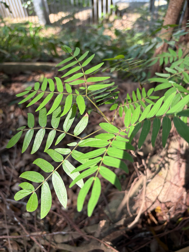 Calliandra haematocephala observed 2026-10-12