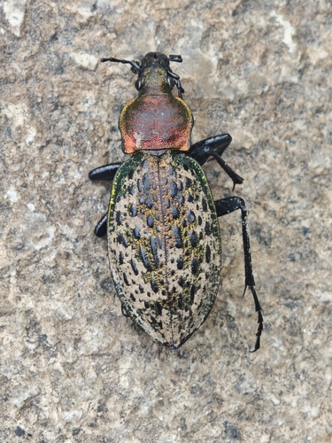 Carabus elysii