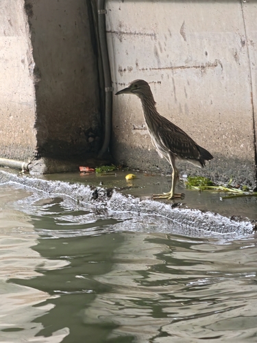 Black-crowned Night Heron