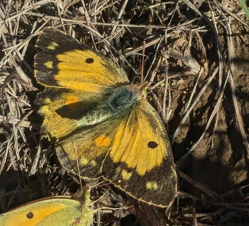 Clouded Yellow