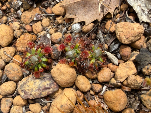 Drosera hyperostigma (Drosera hyperostigma)