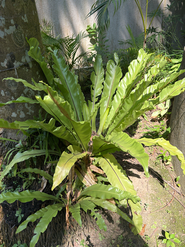 Asplenium nidus observed 2026-10-12