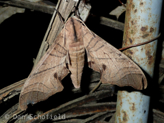 Marumba amboinicus celebensis