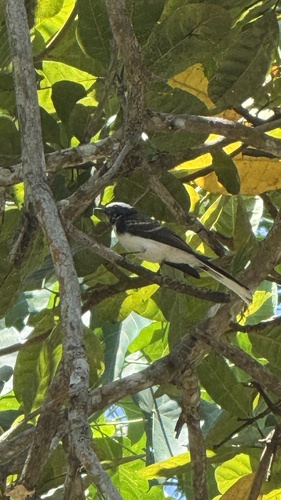 White-browed Fantail