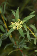 Pimelea microcephala