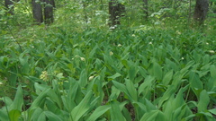 Allium microdictyon