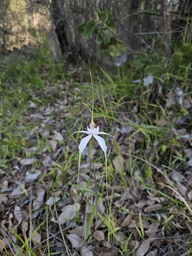 Caladenia patersonii observed 2026-10-12
