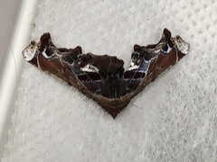 Eutelia pulcherrimus