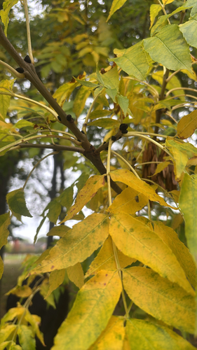 European ash