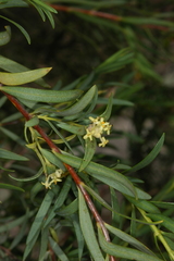 Pimelea microcephala