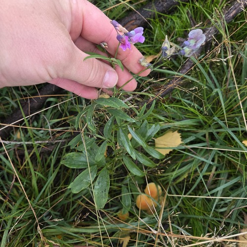 Lathyrus linifolius observed 2026-10-10