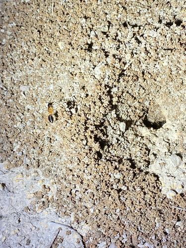 Banded Sugar Ant