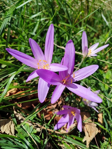 Autumn Crocus