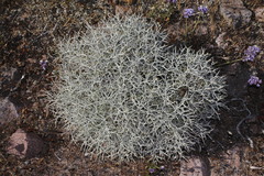 Centaurea spinosa