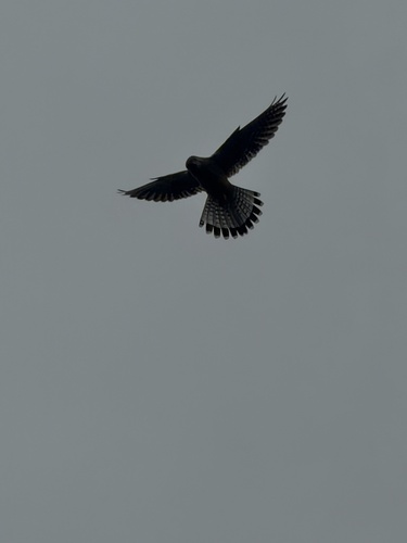 Eurasian Kestrel