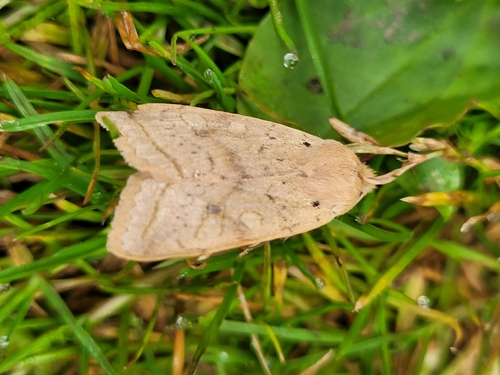 Yellow-line Quaker