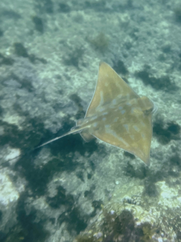 Southern Eagle Ray