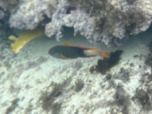 Crimsonband Wrasse