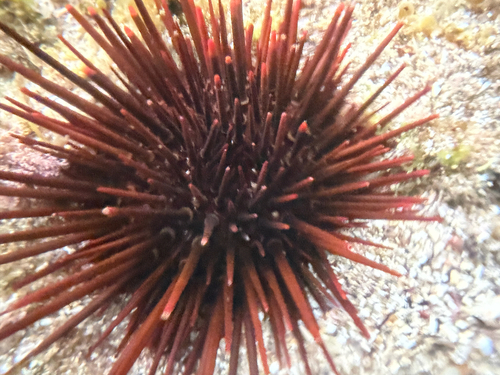 Red-tipped urchin