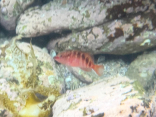 Halfbanded Seaperch