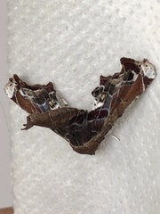 Eutelia pulcherrimus