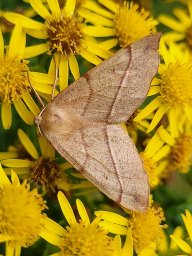 Feathered Thorn