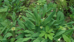 Allium microdictyon