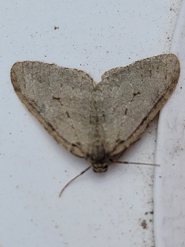 November Moth