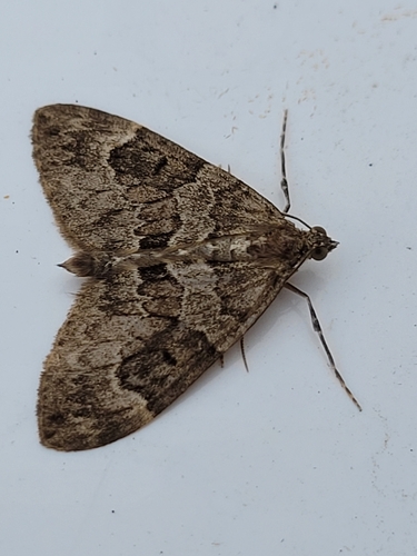 Spruce Carpet