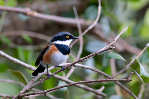 iNaturalist image