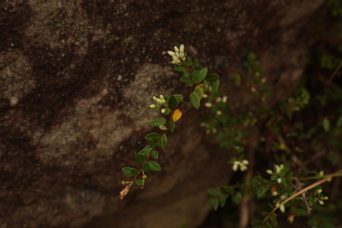 Berchemia lineata observed 2026-10-11