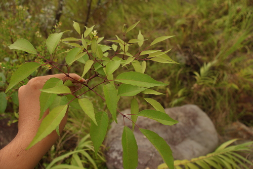 Fraxinus insularis observed 2026-10-11