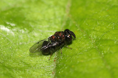 Perilampus aeneus