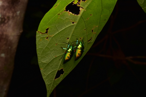 Calliphara observed 2026-10-08